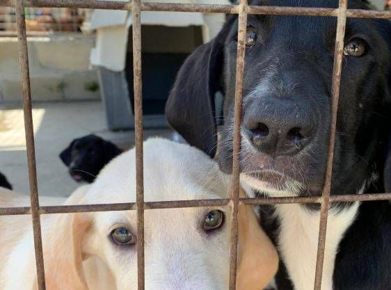 Algeciras licita el servicio de recogida de animales abandonados y muertos en el municipio .