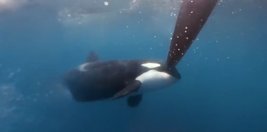 Momento en el que una orca ataca a uno de los veleros.