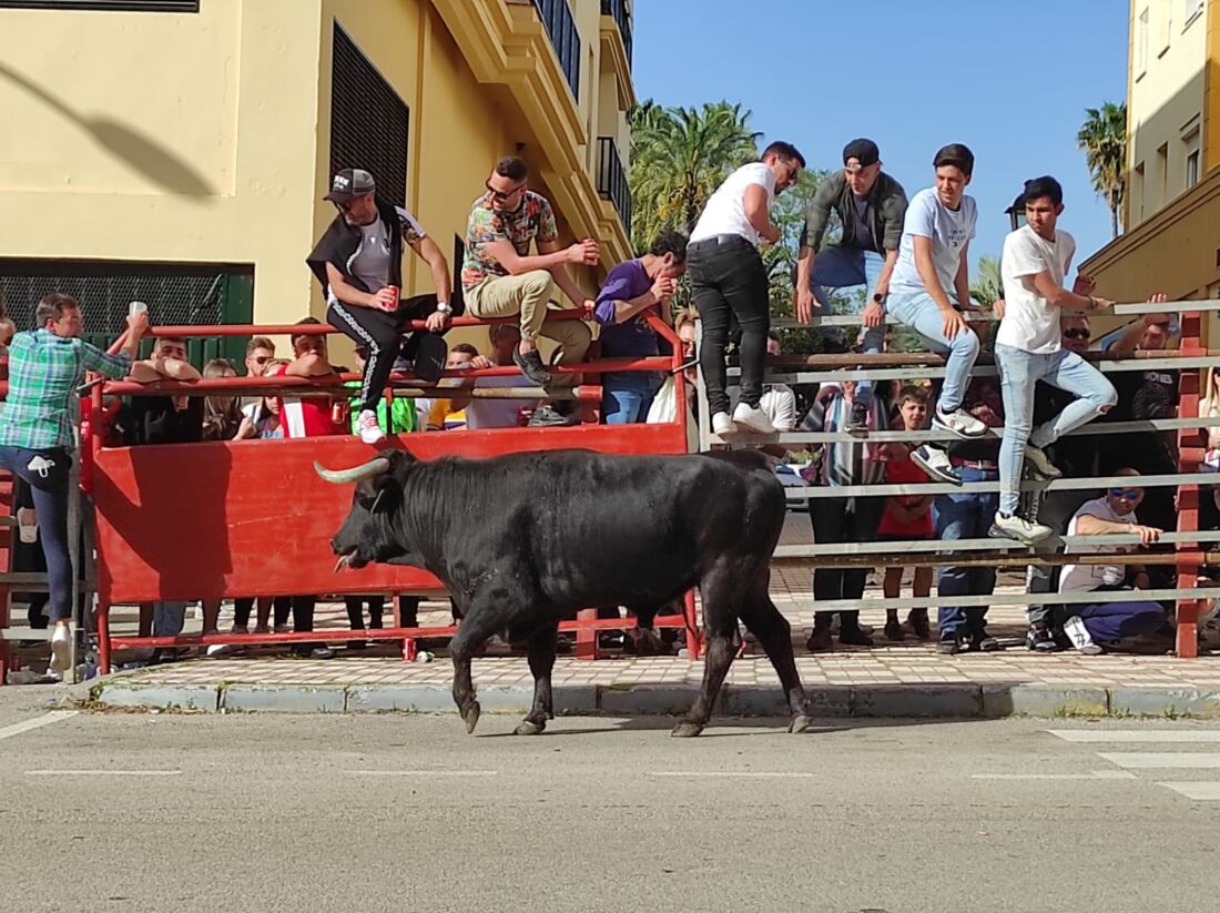 Toro Embolao 2022 1