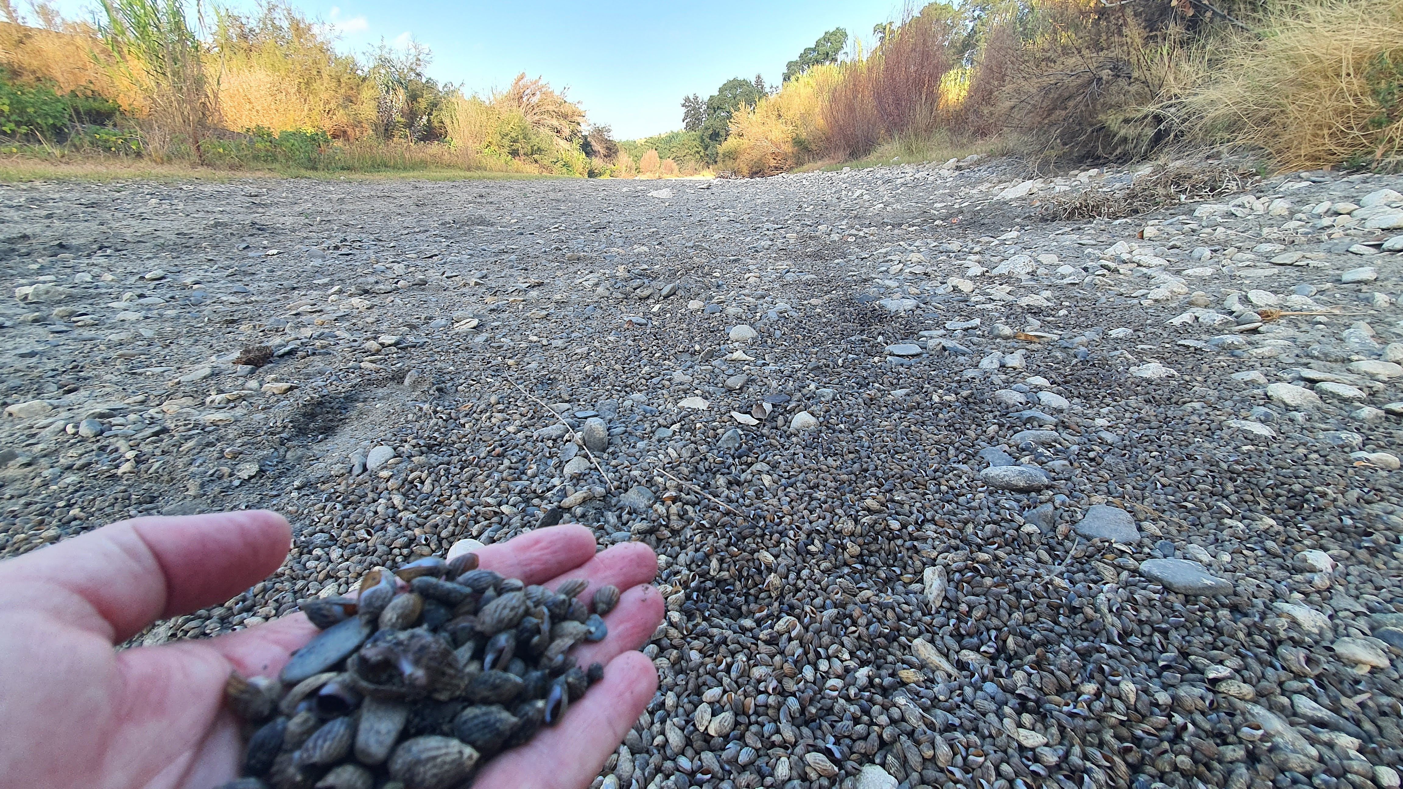  Caracolas acostilladas muertas y el río Guadiaro seco.