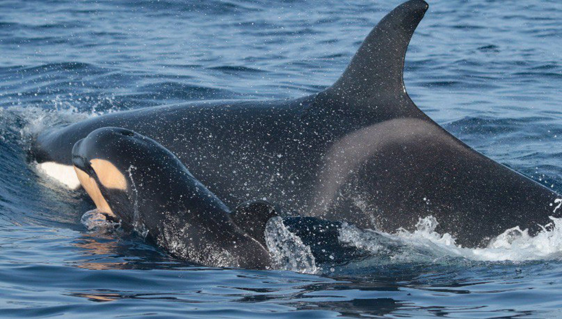 El Gobierno impulsa el marcaje satelital de orcas para minimizar la interacción con las embarcaciones.