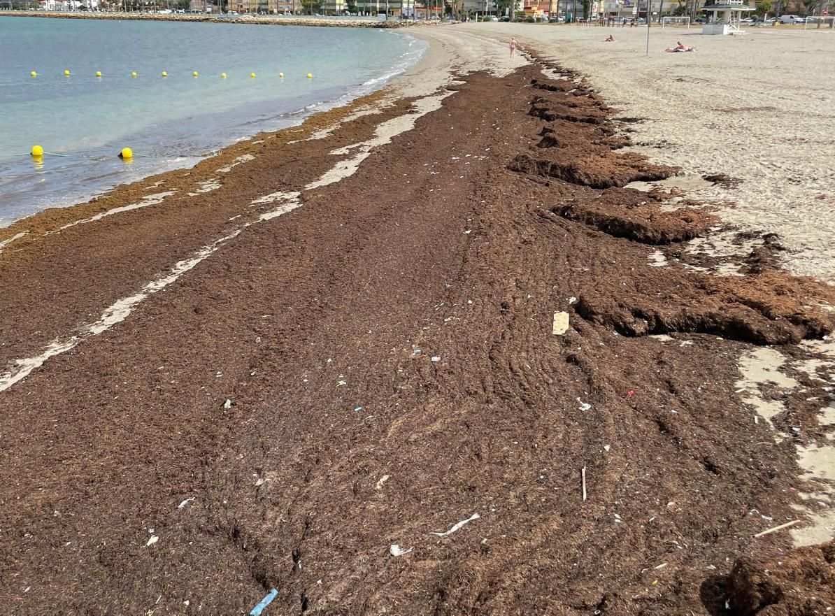 La Línea arranca su temporada de playas con nuevos arribazones de algas en Poniente. 