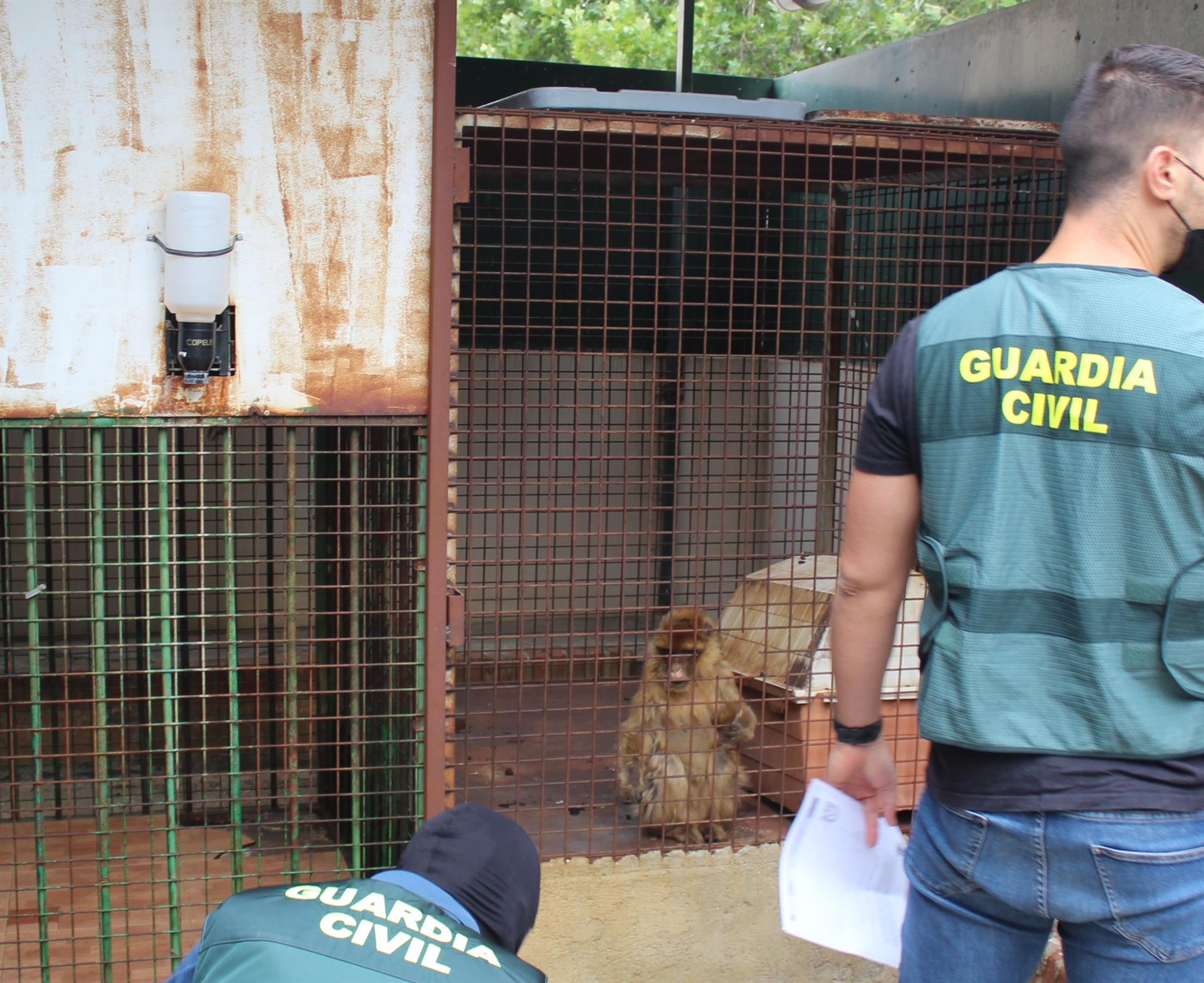 La Guardia Civil halla dos monos de Gibraltar encerrados en el patio de una vivienda de Granada.