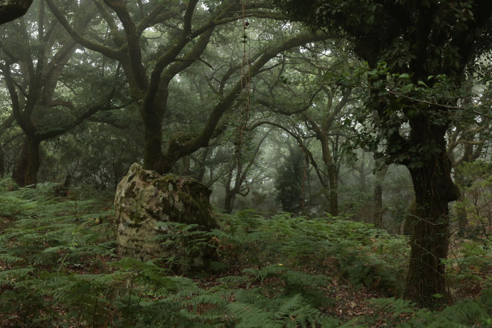 Reforzar los helechos y controlar el acceso, así es el proyecto de conservación del Bosque de Niebla