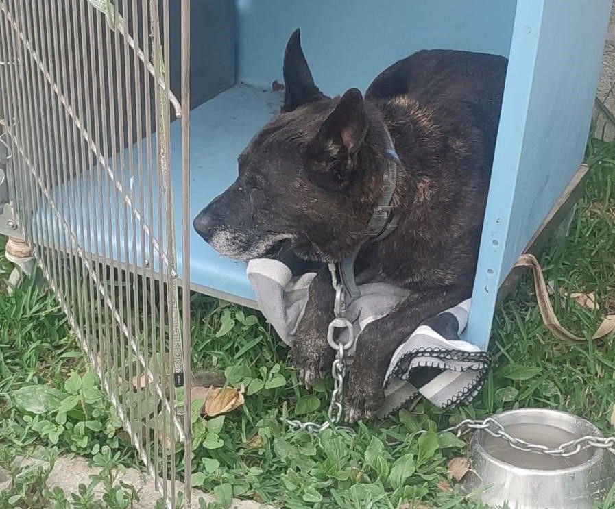 Aumentan los casos de perros abandonados en La Línea desde el inicio del verano.