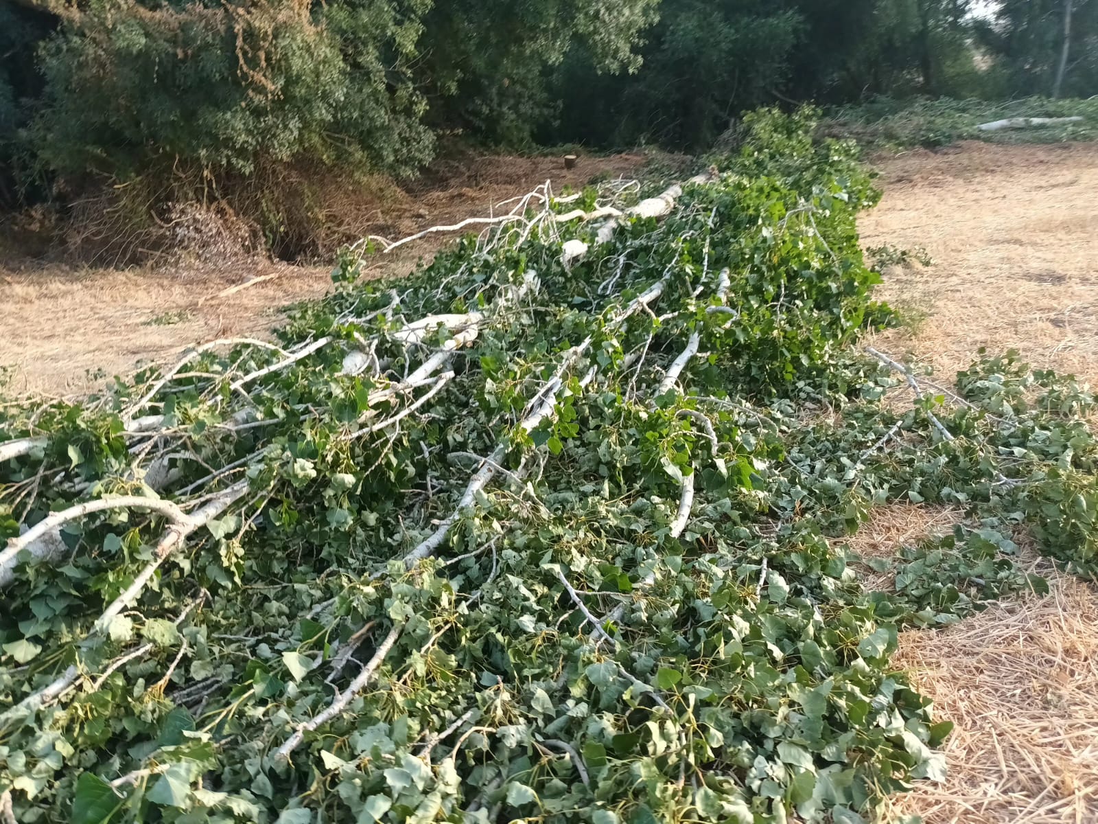 Verdemar denuncia la tala de los árboles de la ribera del río Guadiaro.