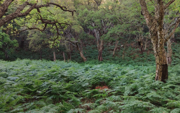 Lámina 1. El Parque Natural Los Alcornocales es uno de los espacios privilegiados con los que cuenta el Campo de Gibraltar. Imagen de Fran Trujillo