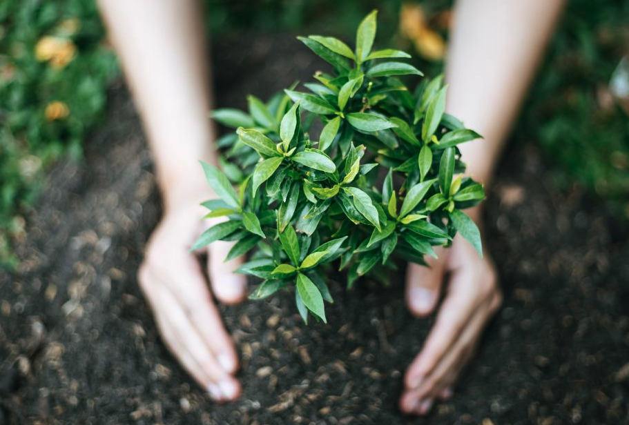 Así es 'Creciendo con tu árbol', la nueva iniciativa de Los Barrios que contribuye a las zonas verdes