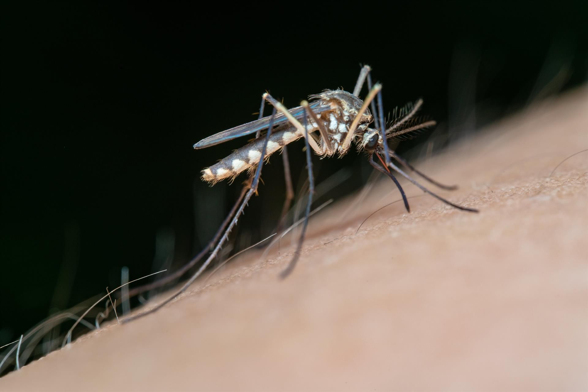 Archivo - Mosquito transmisor de la fiebre del Nilo Occidental - JUNTA DE ANDALUCÍA - Archivo