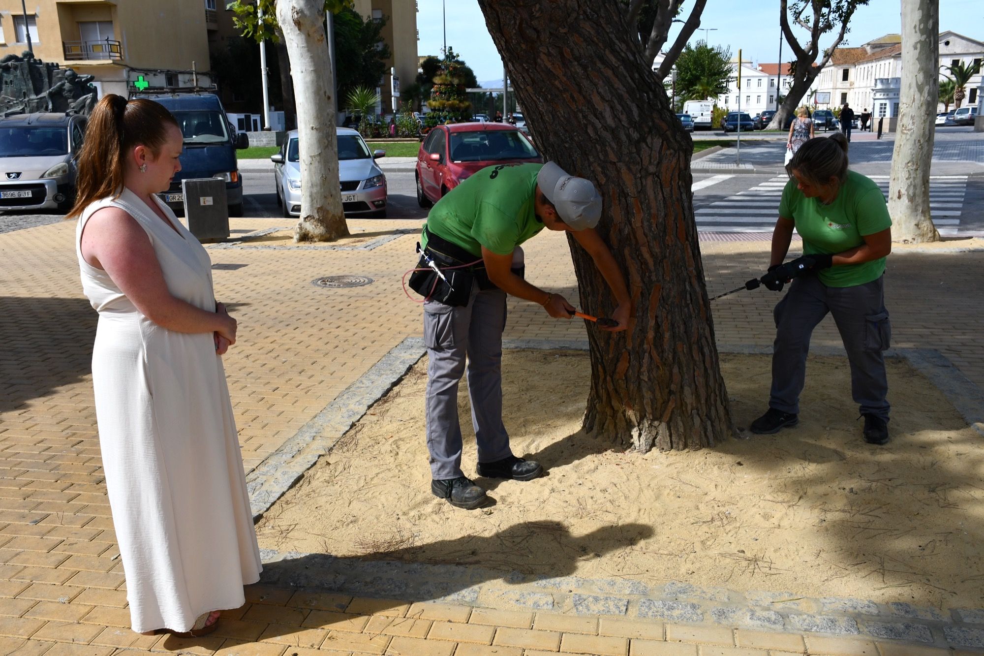 Comienza a aplicarse la endoterapia para evitar una plaga de procesionarias el año próximo.