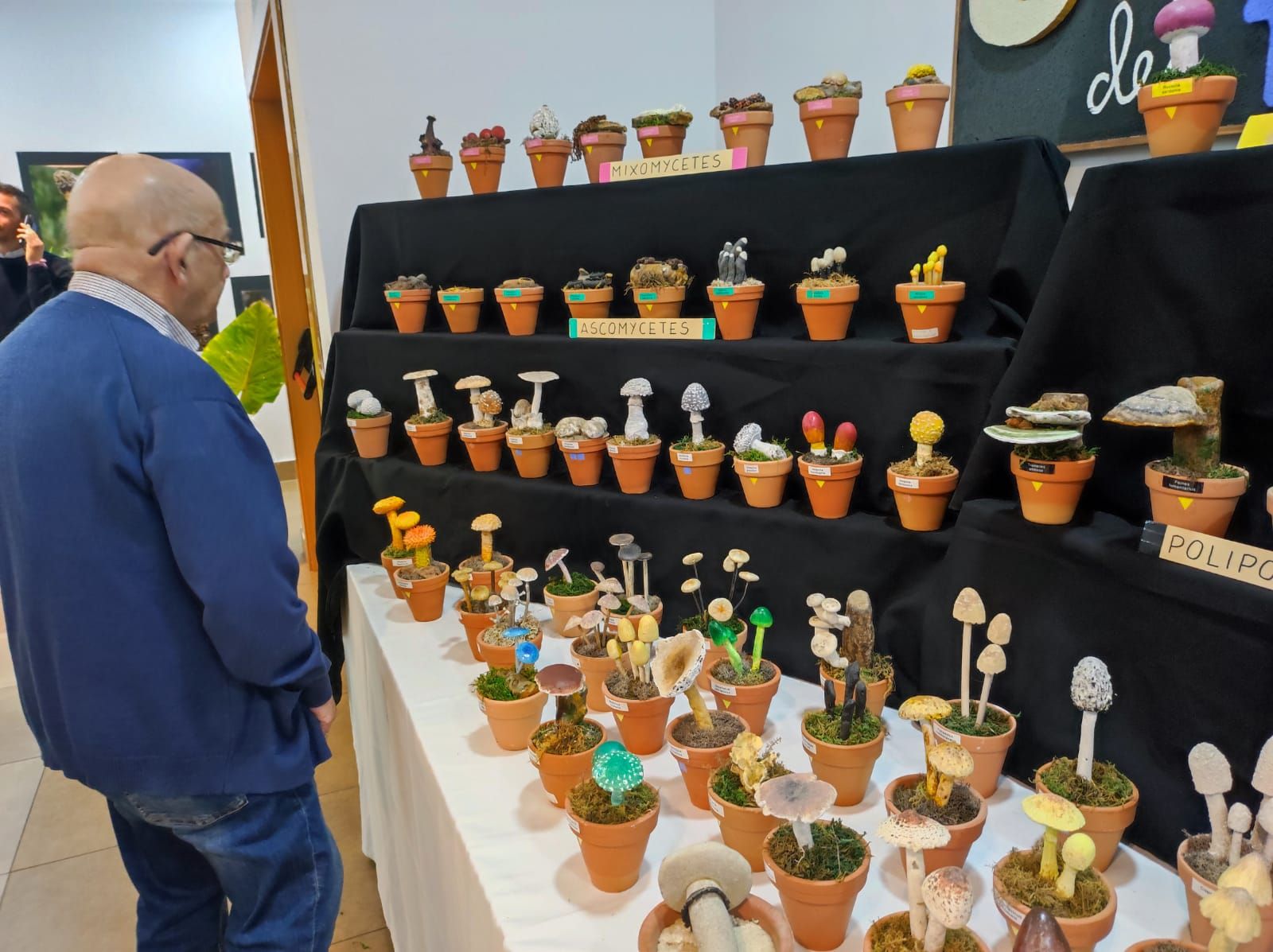 IX Jornadas Micológicas del Estrecho: conferencias, fotografías y salida campestre el fin de semana.