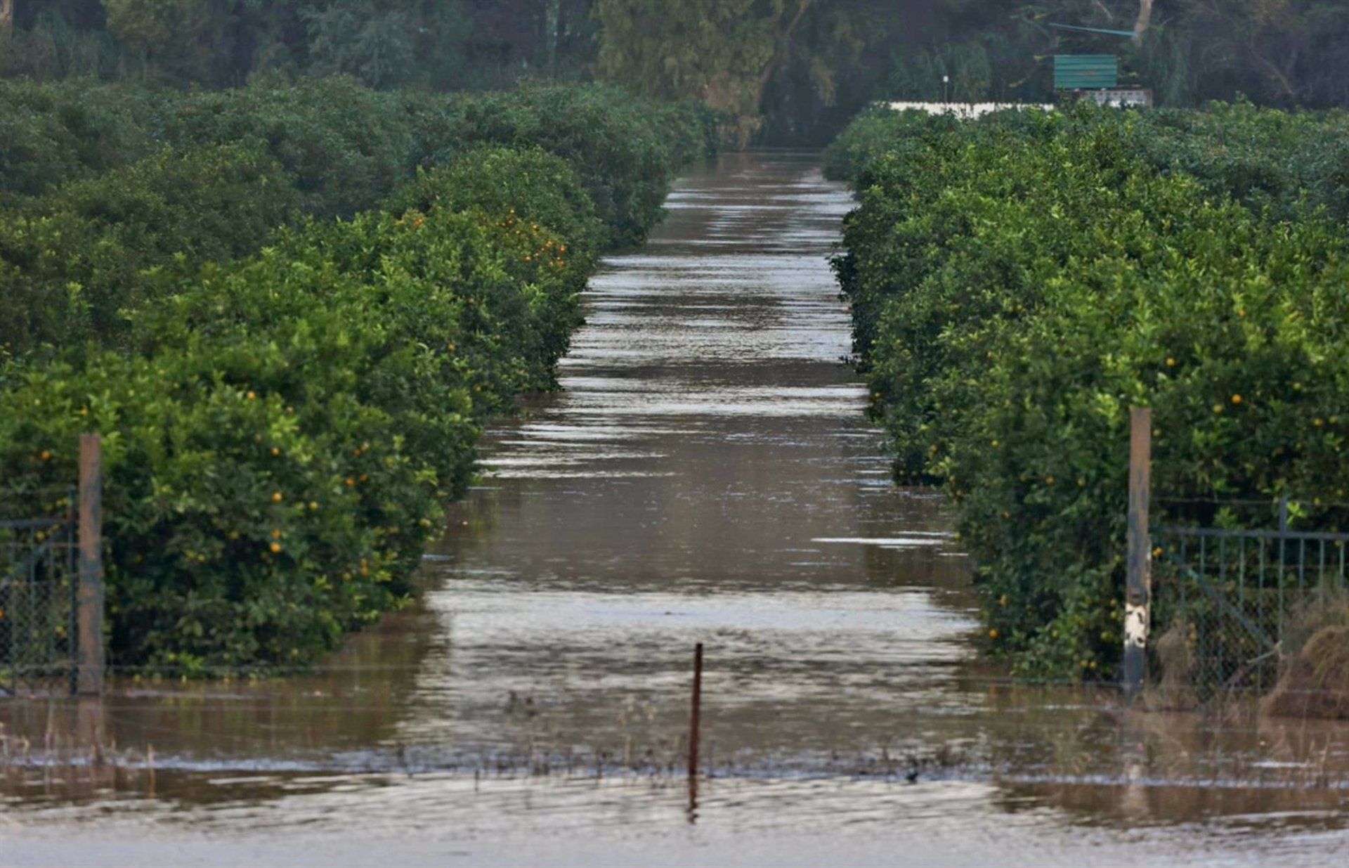 Piden a la Junta incluir a Jimena como zona afectada por la DANA tras daños en los cultivos de aguacates. Campos de la pedanía anegados por el agua. A 14 de noviembre de 2024, en San Pablo de Buceite.