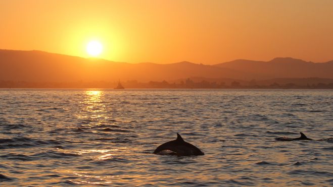 Un delfín, en la Bahía de Algeciras. Foto: Estrechonatura.