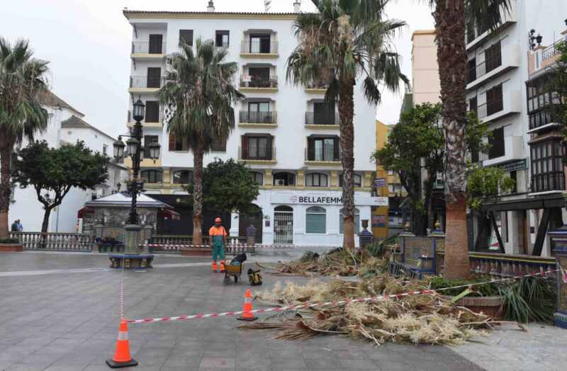 PODA PALMERAS PLAZA ALTA